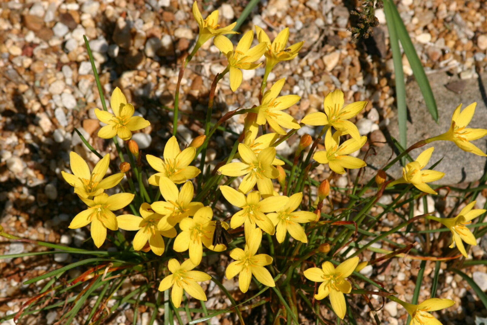 Зефирантес золотистый (Zephyranthes aurea)