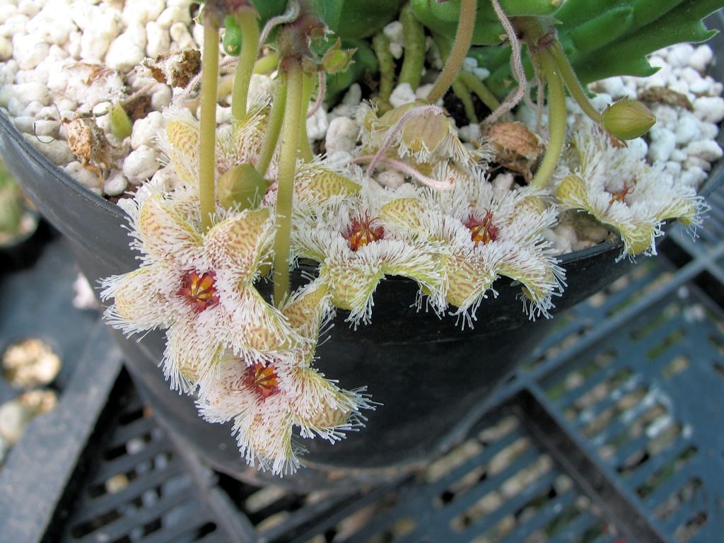 Железистоцветковая (Stapelia glanduliflora)