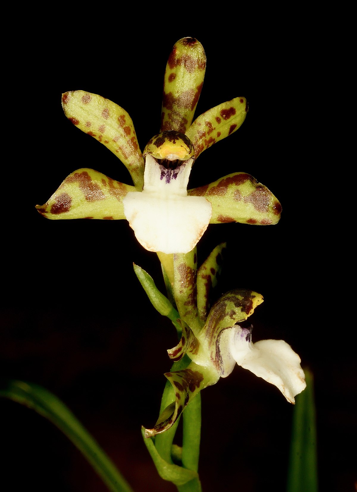 Зигопеталум микрофитум (Zygopetalum microphytum)