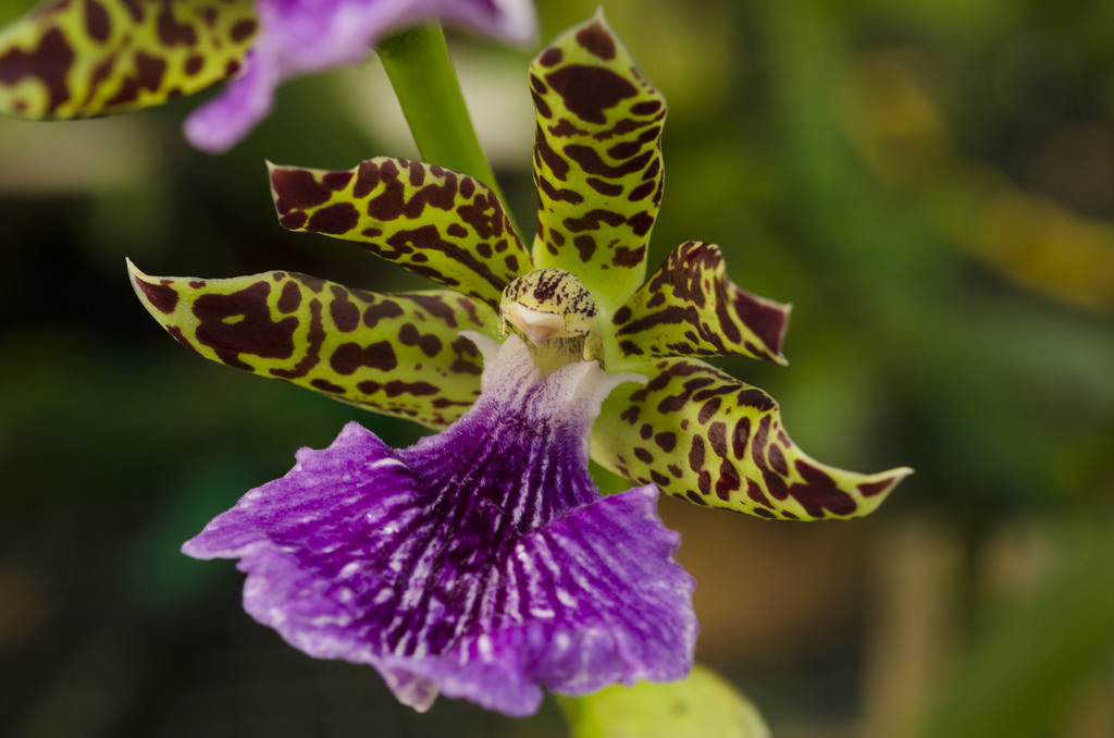 Зигопеталум пабсти (Zygopetalum pabstii)