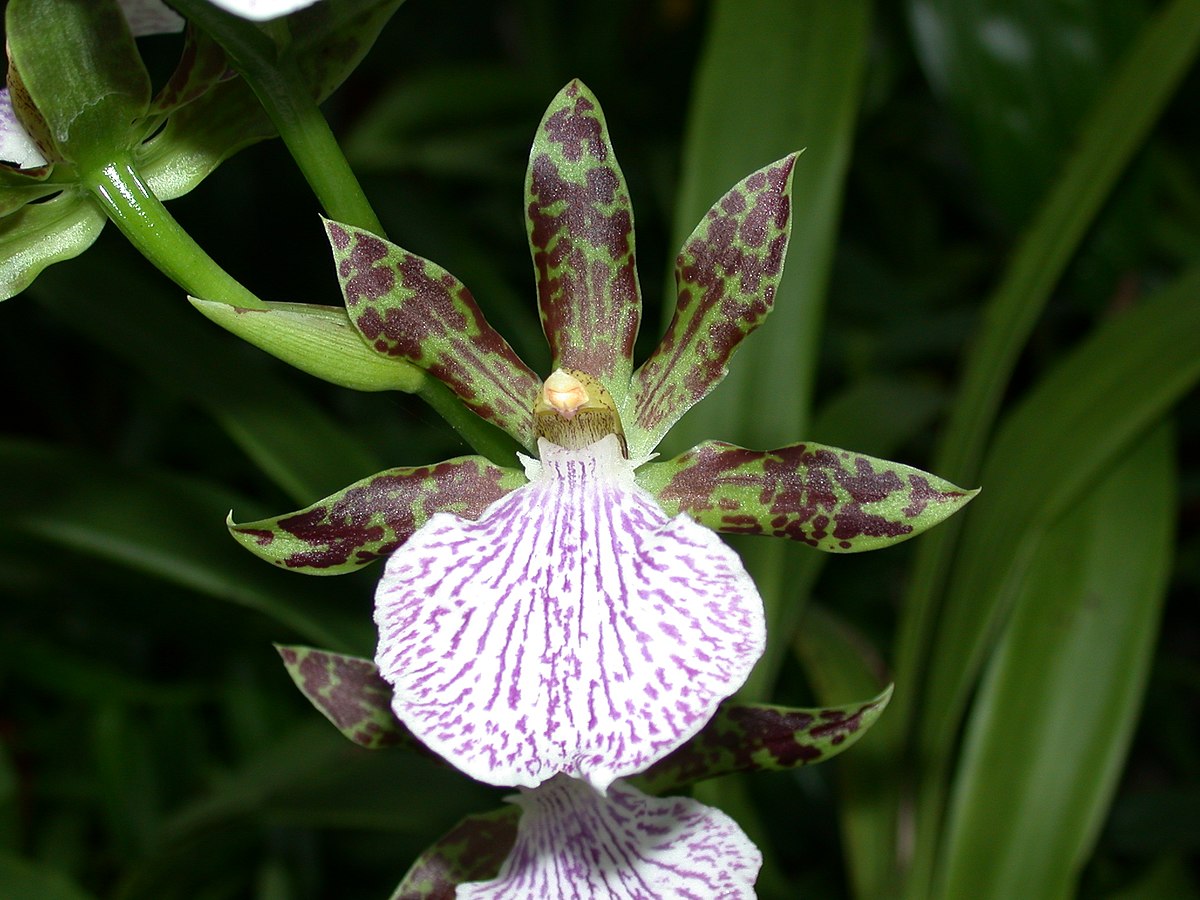 Зигопеталум педицеллатум (Zygopetalum pedicellatum)