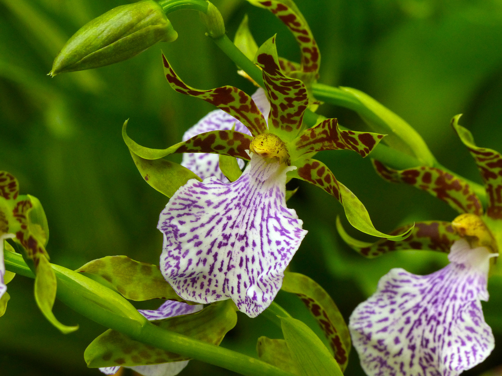 Зигопеталум пятнистый (Zygopetalum maculatum)