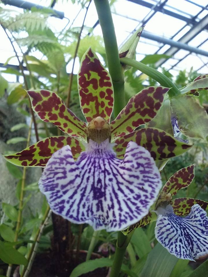 Зигопеталум пятнистый (Zygopetalum maculatum)