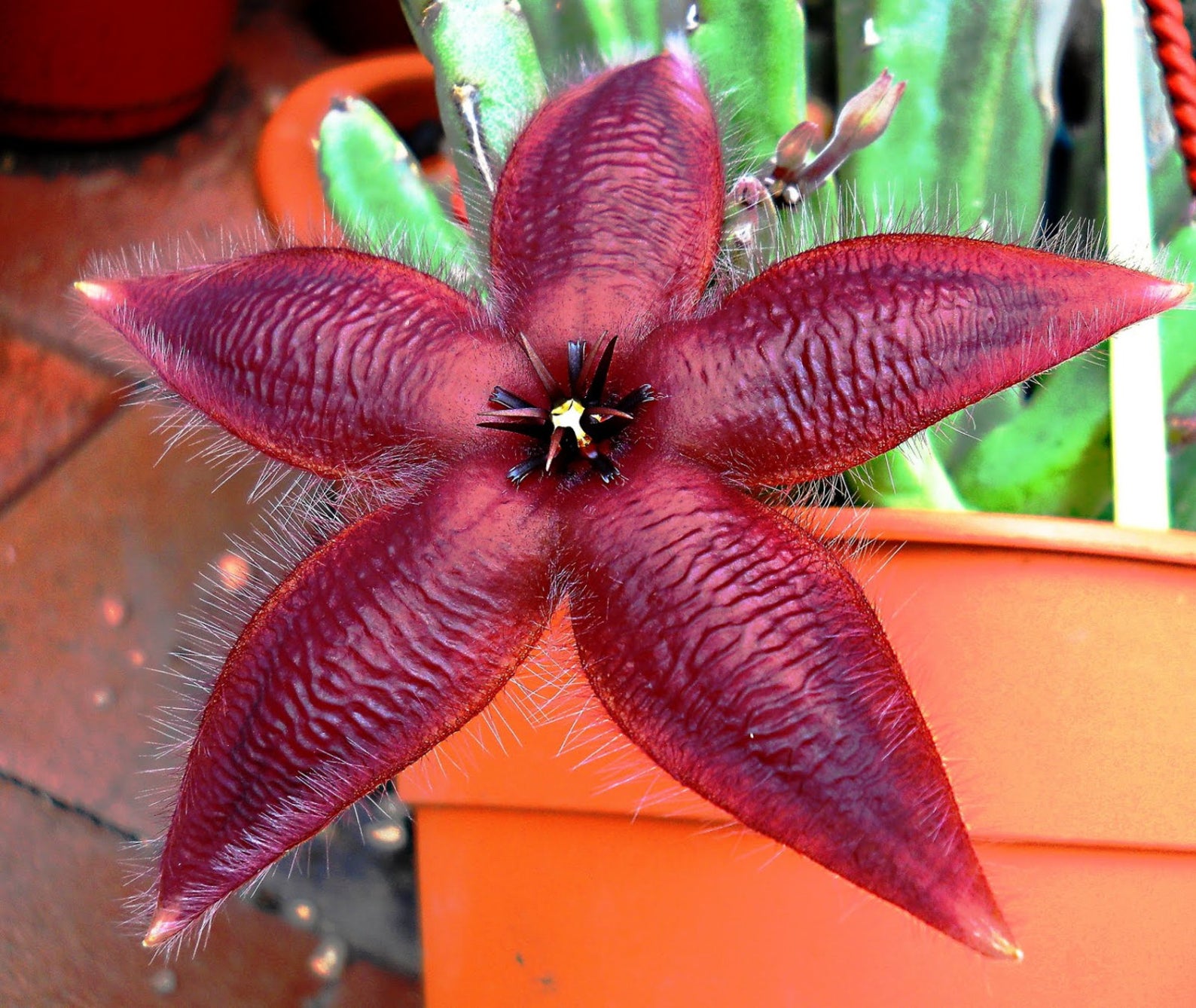 Звездообразная (Stapelia asterias)